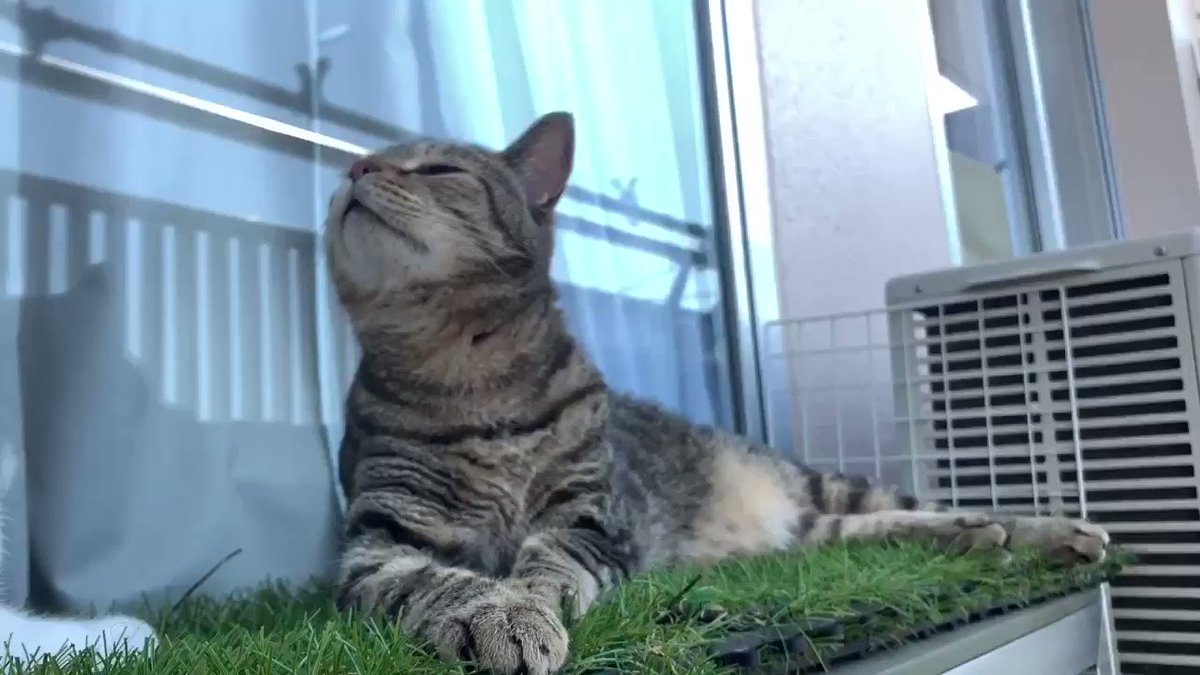ねこナビ編集部 お隣さんから来るカレーの香りに翻弄される猫