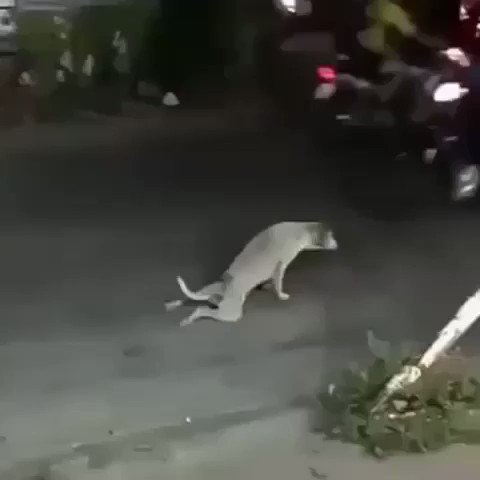 Onório Alencar não vale a rosca do parafuso. Ordinário! Nunca gostou de trabalhar. Mas agora o salafrário foi longe demais. Está se passando por deficiente. Só para merecer a caridade alheia. Já acionei a juíza @CarolinaMalta. Esse meliante precisa ser submetido ao rigor da lei.