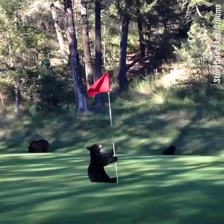 If you’ve already seen a baby bear dancing with the pin on a golf course today just keep on scrolling... https://t.co/B6sZ61aNRs