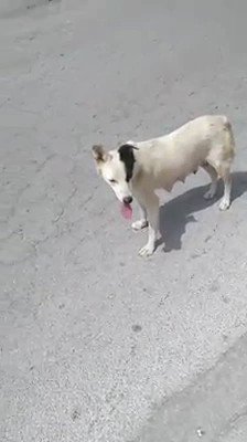 #mazaradelvallo CAGNETTA INSANGUINATA HA APPENA PARTORITO NON CI SONO I CUCCIOLI
SITUAZIONE FUORI CONTROLLO. TANTI ABBANDONI CANI CHE MIOIONO ALTRI SCOMPARSI ALTRI SPEDITI IERI AL CANILE LAGER DI CALTANISSETTA,TANTI ALTRI PARTIRANNO
SEGNALATE A SOSanimali.viminale@interno.it