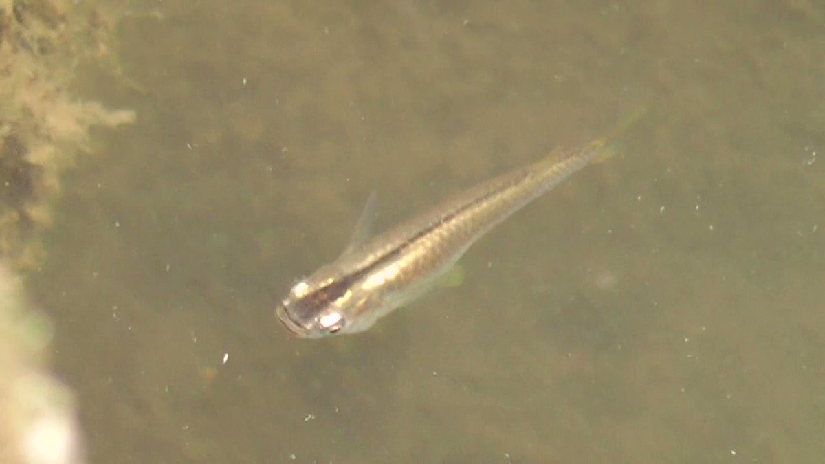 メダカのようなハヤの稚魚 ちゅん活 写真好きな人と繋がりたい 東京カメラ部 キリトリセカイ ファインダー越しの私の世界 東京 スマホ インスタ映え ふぉと 散歩 多摩川 荒川 用水路 ウグイ オイカワ 釣り T Co Xgflppywm2 メダカのようなハヤの稚魚 ちゅん活 写真好きな人と繋がりたい 東京カメラ部 キリトリセカイ ファインダー越しの私の世界 東京 スマホ インスタ映え ふぉと 散歩 多摩川 荒川 用水路 ウグイ オイカワ 釣り T Co Xgflppywm2