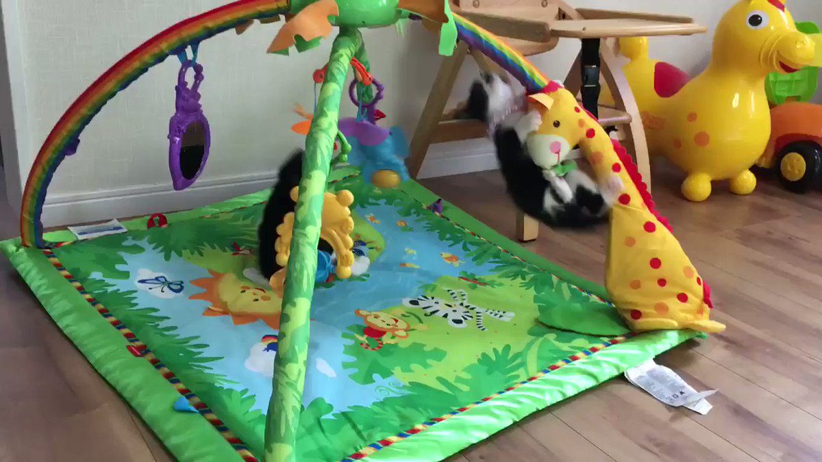 ベビージムが子猫の遊び場と化しているwwwねこちゃん楽しそう！！