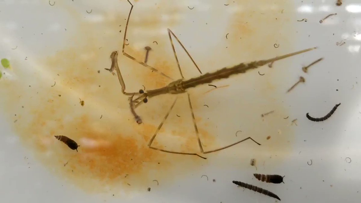 足立区生物園 両方のカマにエサを捕らえたミズカマキリの幼虫 どっちから食べるか迷ってる 笑 生物園 ミズカマキリ 水生昆虫 足立区 足立区生物園 両方のカマにエサを捕らえたミズカマキリの幼虫 どっちから食べるか迷ってる 笑 生物園 ミズカマキリ 水生昆虫 足立区