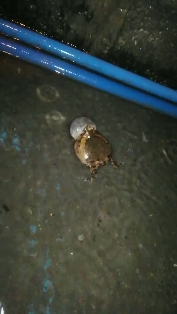 エピネシス カエルのオスは鳴くことによって 周囲に縄張りを主張しています このとき 周囲にいるオスと協調して 鳴き声が重ならないようにしなければなりません もし 重なってしまうと T Co V6l78ukeyw Twitter エピネシス カエルのオスは鳴くことによって 周囲に縄張りを主張しています このとき 周囲にいるオスと協調して 鳴き声が重ならないようにしなければなりません もし 重なってしまうと T Co V6l78ukeyw Twitter