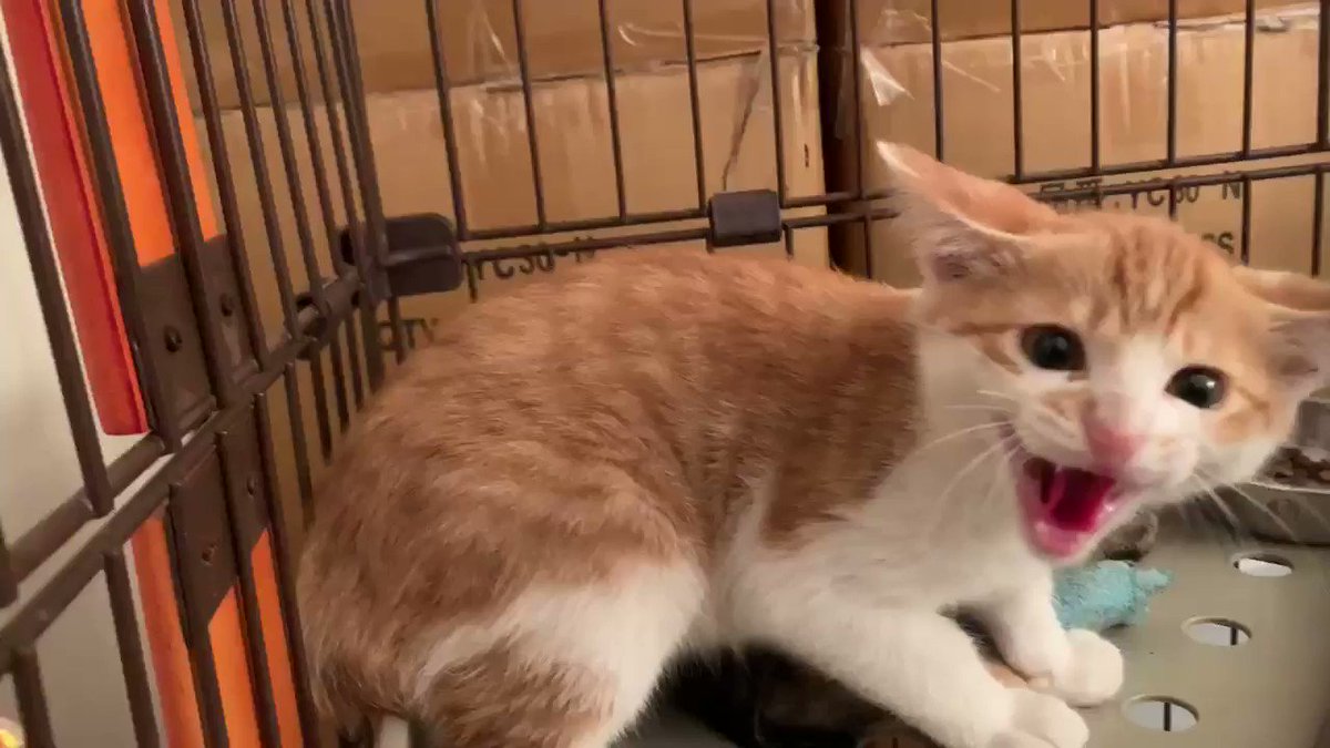 ちゅ るには勝てなかったよ 保護されて三日目で警戒心maxな子猫ちゃんがちゅ る堕ちする様子を捉えた動画にときめく人々 Togetter