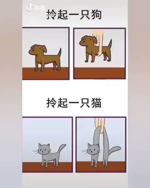 最多情報局 犬と猫を持ち上げる時の比較 T Co P0uspwamb1
