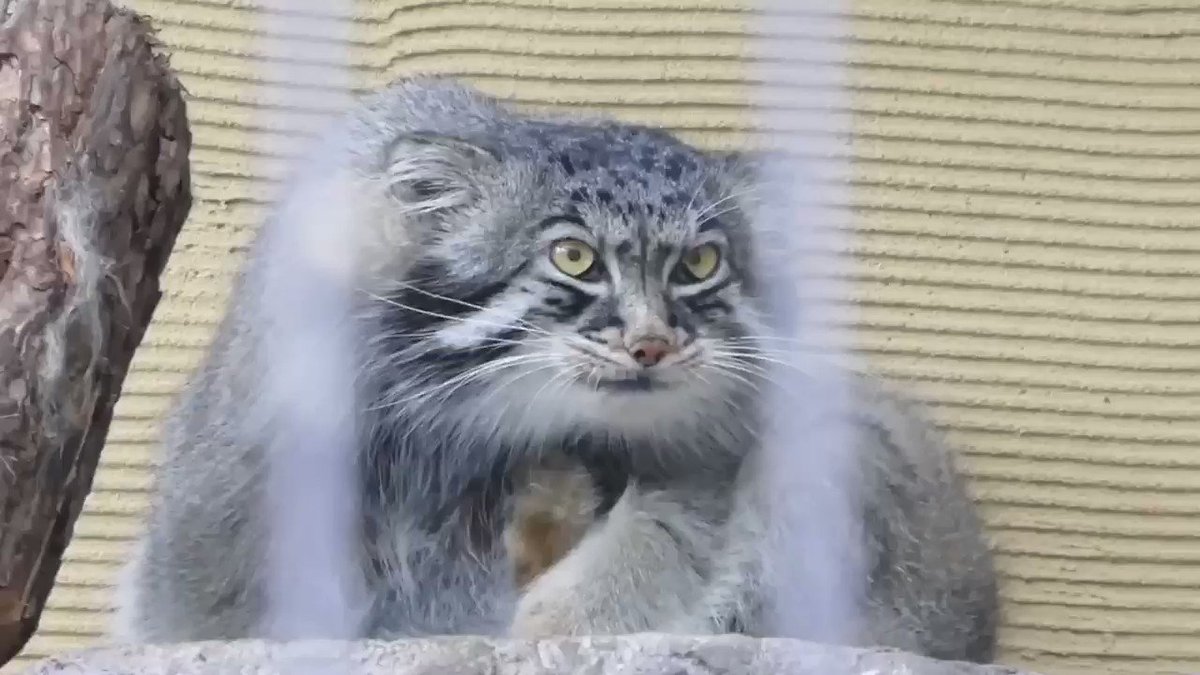 もふもふ猫のマヌルネコ 日本の動物園でもぬいぐるみのようにかわいい姿を見られる Fundo