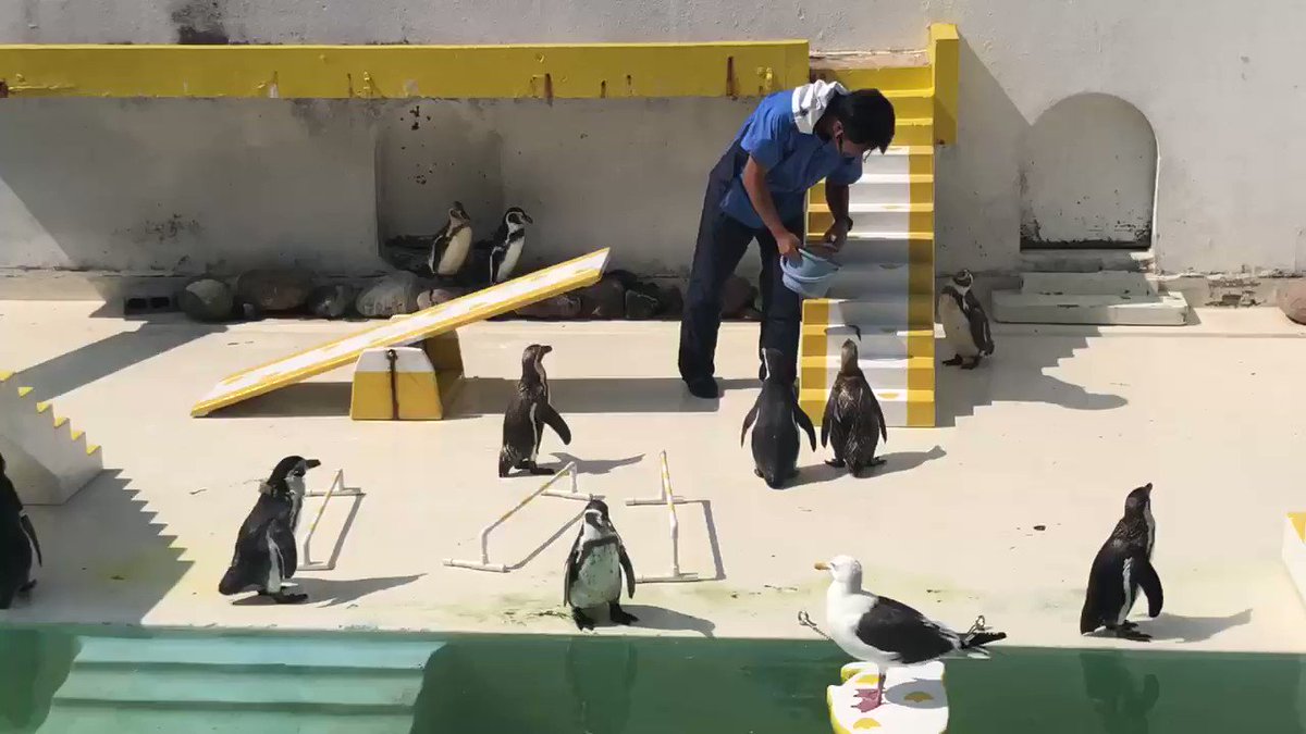 おたる水族館で完璧なオチつきのペンギンショーが観られた カモメ有能 絶対魚で雇われてる Togetter