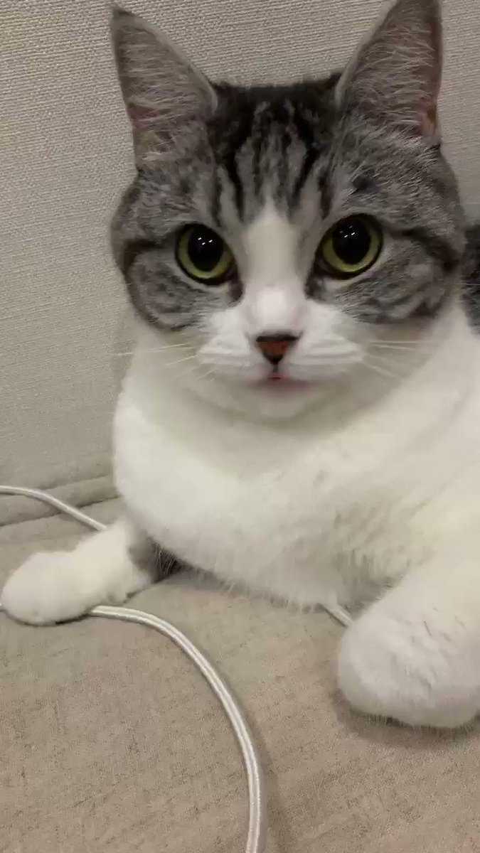 どうやらうちの猫は口笛がお嫌いだったようだ 話題の画像がわかるサイト