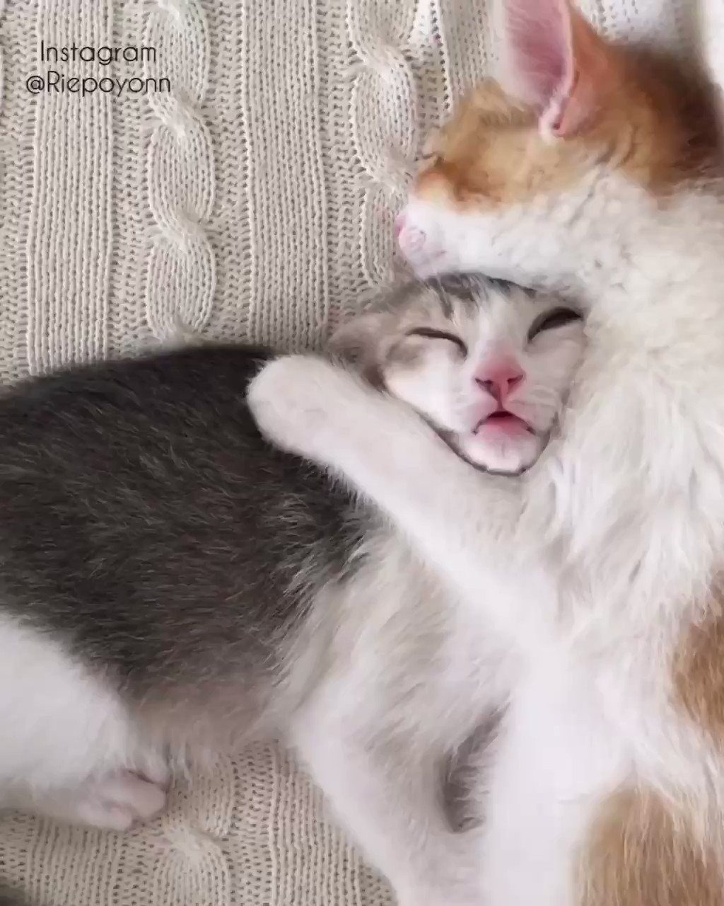 Котики целуются картинки