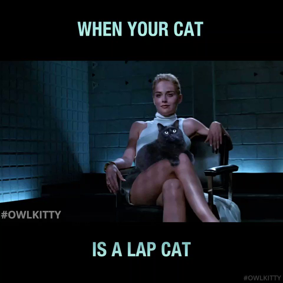 OwlKitty (@Owl__Kitty) on Twitter photo 2019-08-10 02:51:54 Feline instinct 😼#owlkitty #basicinstinct @sharonstone Feline instinct 😼#owlkitty #basicinstinct @sharonstone