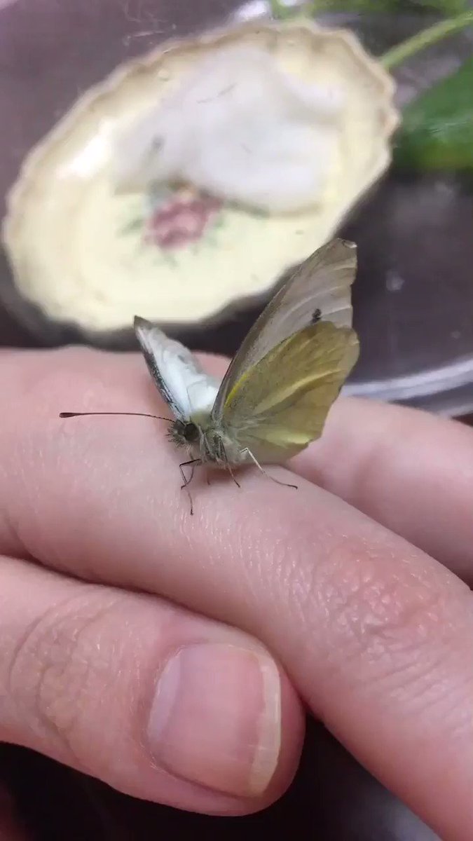 サナギの中身で虫がどう成虫に変化するかを映像化した作品 Togetter