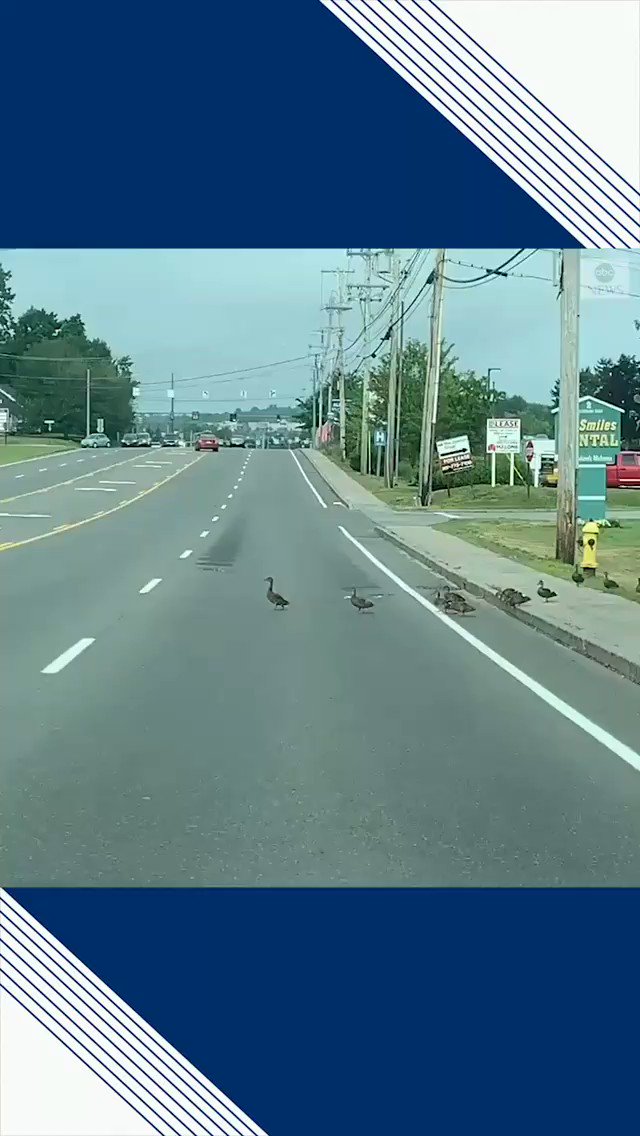 Sheeba Thattil π³πΏ (@SheebaThattil) on Twitter photo 2019-08-12 00:56:00 A passerby captured this adorable and heartwarming moment: Motorists in Maine City came to a standstill and waited patiently as a parade of ducklings waddled across the five lane road...even down to the last two stragglers. #abcnews A passerby captured this adorable and heartwarming moment: Motorists in Maine City came to a standstill and waited patiently as a parade of ducklings waddled across the five lane road...even down to the last two stragglers. #abcnews