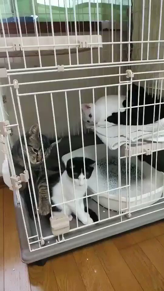 子猫さんによる脱柵の現場をとらえた動画にびっくり 注意が必要 やめさせとかないと危ない Togetter 子猫さんによる脱柵の現場をとらえた動画にびっくり 注意が必要 やめさせとかないと危ない Togetter