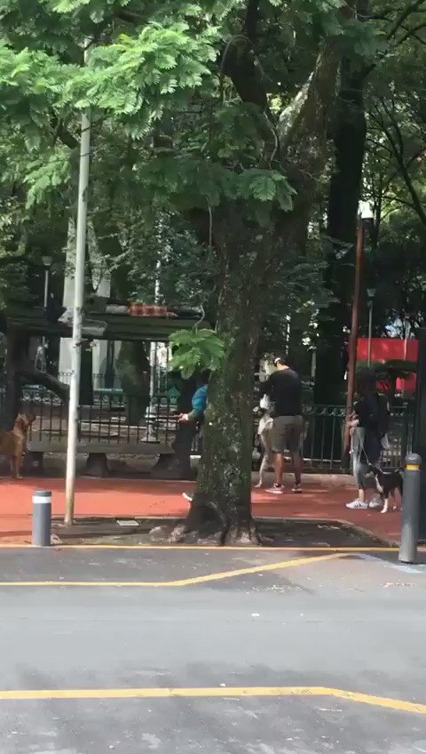 #ImágenesFuertes Me llegó este video de un supuesto entrenador de perros de nombre Diego García Cirilo, que asfixia a un Husky hasta desmayarlo. Sucedió en el #ParqueMéxico en la Condesa, habría que investigar el caso para acabar con ese maltrato animal.@APASDEM