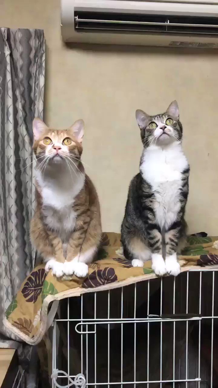 虎柄猫 コタサク Jr6qj Twitter