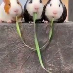 そんなことある？w誰も想像できないモルモットの食事動画のオチw