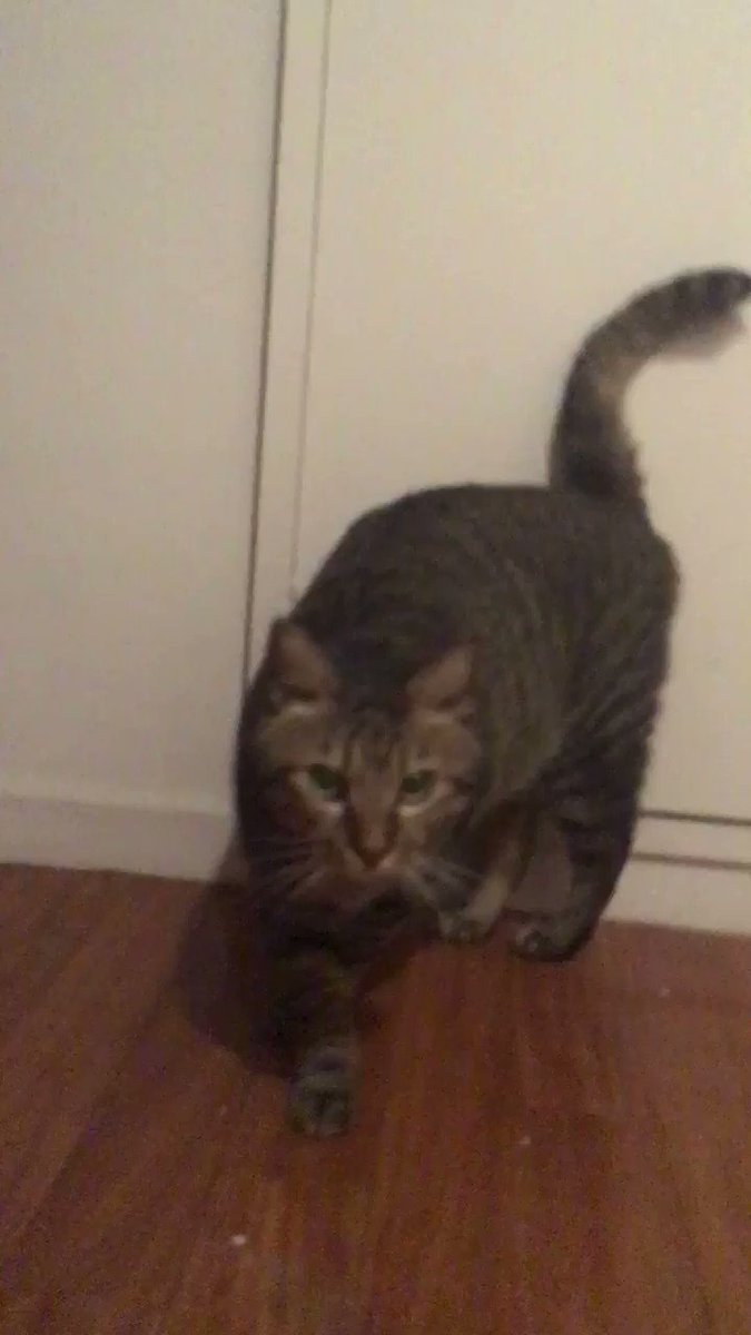 猫さんが最近オシッコしてない 病院に連れて行ったらまさかの事態が判明し大慌て 現場が光るそうです Togetter