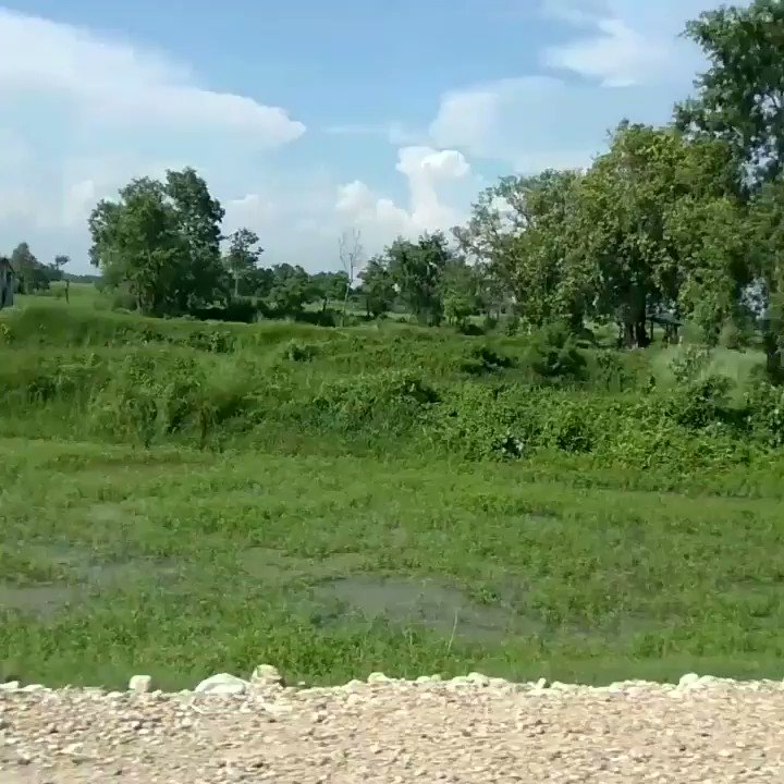 The green #gold of Terai. Tourism makes no sense and has no significance in Terai without this. ~Bike ride to Kalaiya from Birgunj.~#WednesdayWisdom #Nepal #Birgunj @BirgunjMetro #Kalaiya #madhesh #Kathmandu #sunnyday #Shravan #green #GoGreen #farming #agriculture #love
