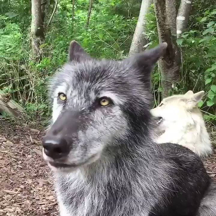 Wolf Conservation Center (@nywolforg) on Twitter photo 2019-08-14 10:44:14 No better way to start the day. 🐺 #WednesdayMotivation No better way to start the day. 🐺 #WednesdayMotivation