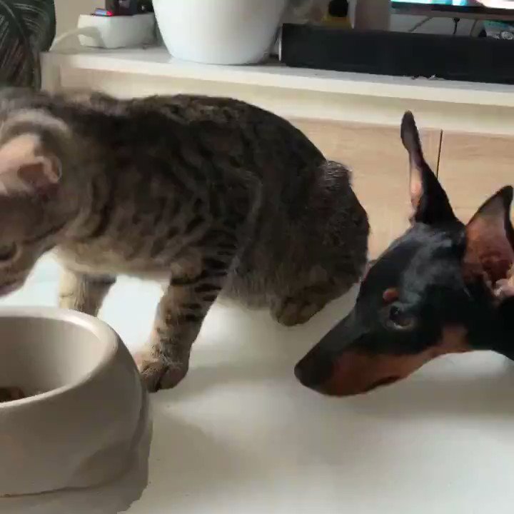 一粒だけあげる！wwwつい笑顔になってしまう猫と犬の微笑ましいやりとりwww