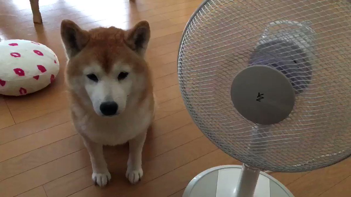 تويتر しょぼん البحث في تويتر