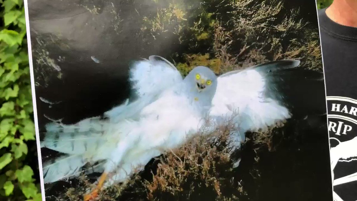 The driven grouse shooting industry is underpinned by criminals who continue to kill our beautiful birds of prey . It’s time to end it . Please sign @WildJustice_org petition today https://petition.parliament.uk/petitions/266770 … Thank you . RT