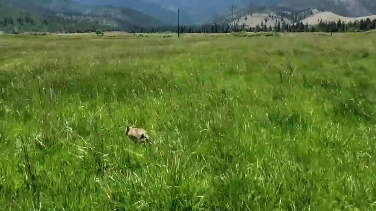 Thick Chicago accent guy helps coyote pup @barstoolchicago