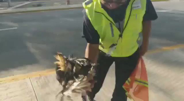 ⚠️▶️ Secretario Villalobos @vmva1950 es una vergüenza lo que hace su personal son criminales, la Secretaria @Agricultura_mex es la responsable de emitir la NOM 033 "Métodos para dar muerte a los animales domésticos y silvestres" y ustedes mismos la pisotean, es cruel y criminal