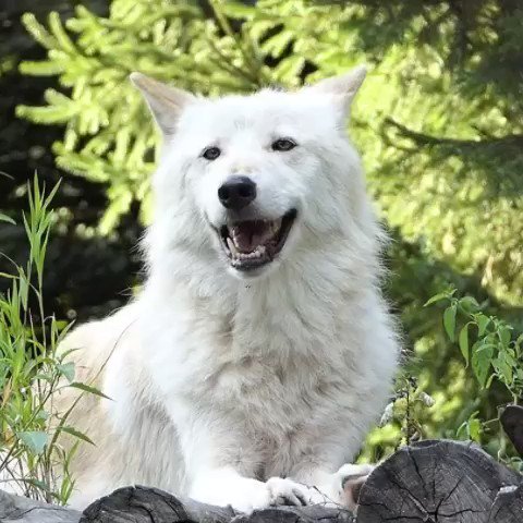 Happiness is a wolf’s smile. #FridayFeeling