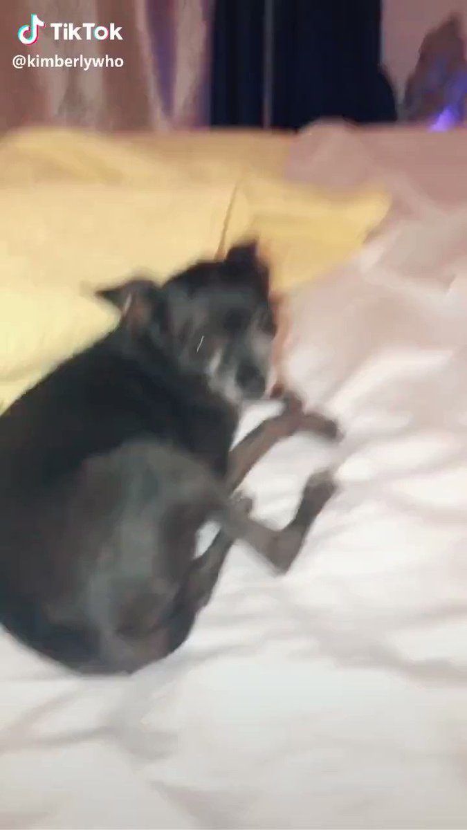 lo exorcismo del chihuahua rose