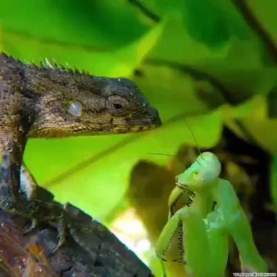 La naturaleza es increíble. Este video me tiene altamente sorprendido.Se lo comparto a @MrCulebra para su #WorldLizardDay 🙊
