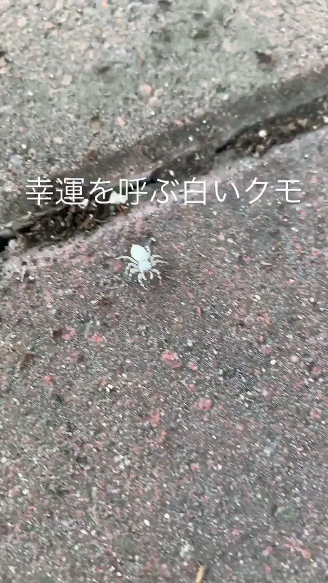 家 蜘蛛 小さい 白い Hōmuaidea