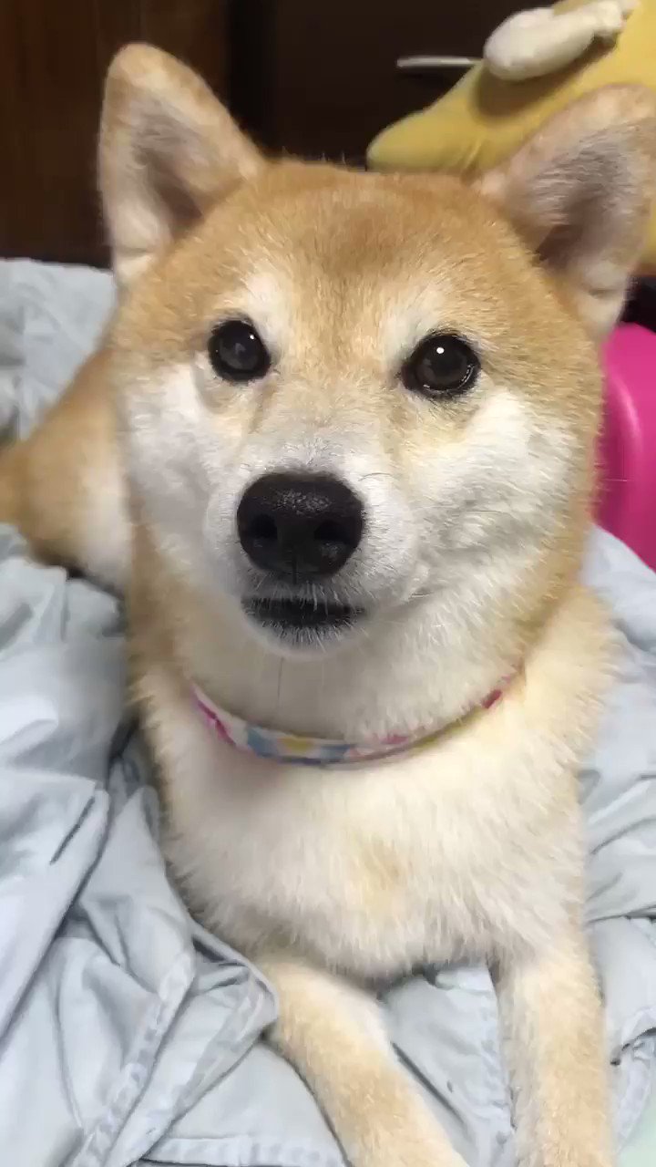 柴犬りん様 足元注意なデスクワーク たまに気づかず足があたる事もシバシバ
