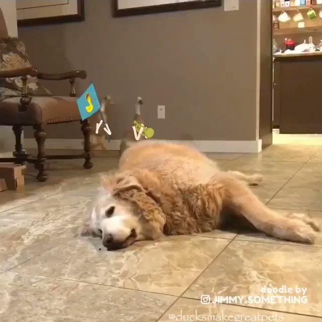 jimmy (@jimmysomething) on Twitter photo 19/08/2019 01:25:56 Ducky McDucky: Dog Conquerer. Source: instagram.com/ducksmakegreat… Ducky McDucky: Dog Conquerer. Source: instagram.com/ducksmakegreat…