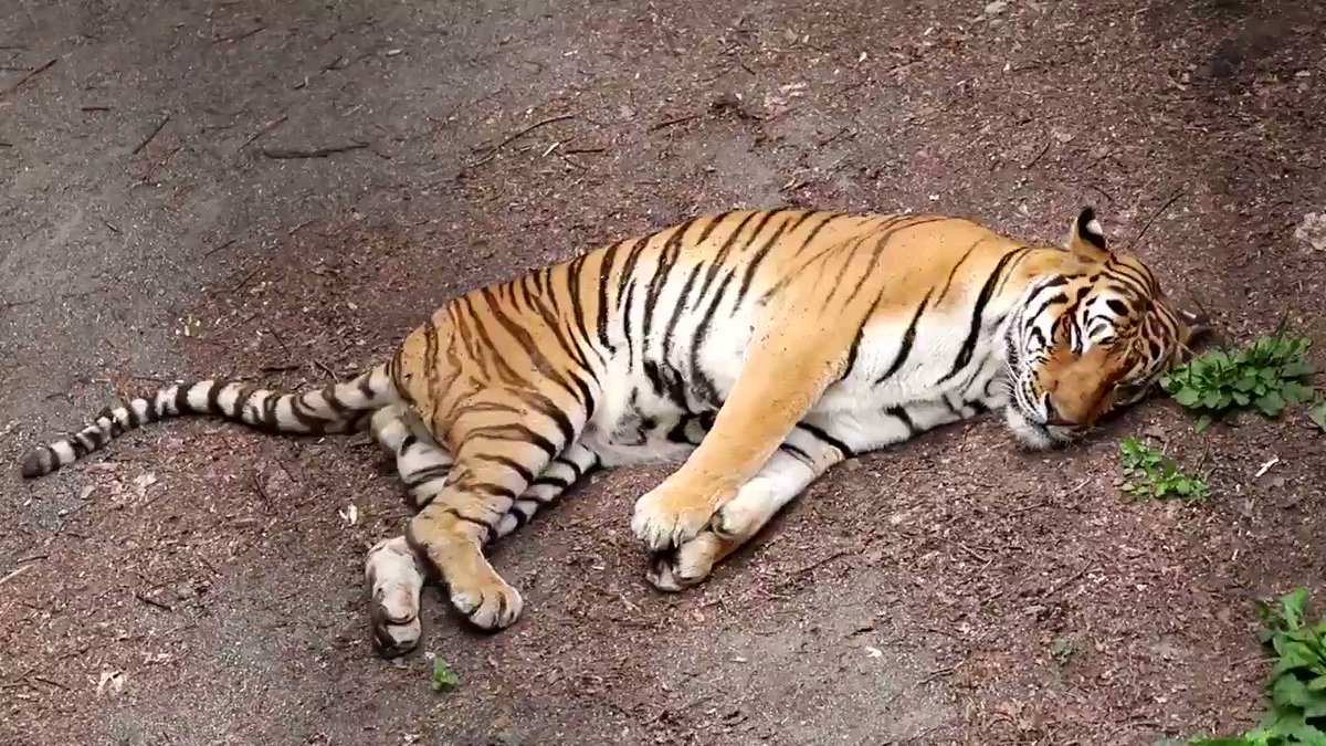 キリルさんの可愛い寝姿 旭山動物園 アムールトラ 話題の画像がわかるサイト キリルさんの可愛い寝姿 旭山動物園 アムールトラ 話題の画像がわかるサイト