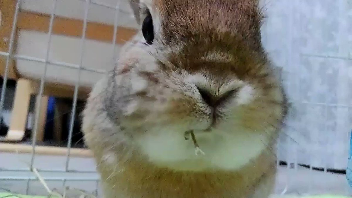 うさぎの ほわり チモチモ 箱座り 昨日から 小さ目だけど 量は まあまあ出てます 食欲とか元気も普通 最近 何回やっても なかなか動画がアップできないので 静止画多めにしようかな なぜ できないんでしょう Androidスマホのせい