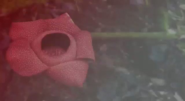 Merah Putih Berawal Dari Bumi Rafflesia.Ini cerita tentang semangat juang, cerita tentang pengorbanan jiwa dan raga. Ini cerita tentang rajutan asa, rajutan nusantara dan rajutan rasa bangga menjadi Indonesia...#SDMUnggul #IndonesiaMaju #DariPolriuntukHUTRI74#PoldaBengkulu