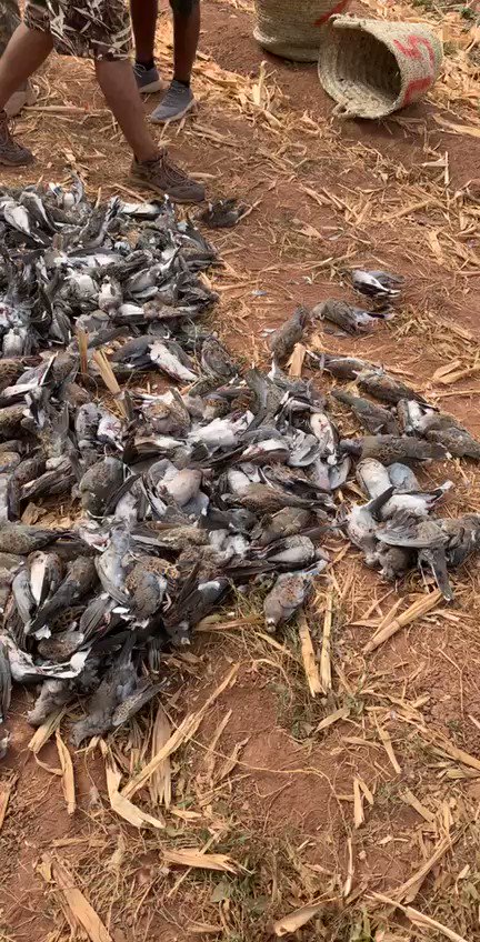 فنيس العجمي (@Fnyees) on Twitter photo 2019-08-18 10:33:49 ١٤٩٠ طير تم اصطيادها خلال فتره الصباح فقط ماذا نعمل وماهي نتائجه الكارثيه هذا تدمير واتلاف وبطر في النعم اباده لكل المخلوقات بحجه الصيد يجب ايقاف هذا التخريب سواء داخل او خارج بلداننا العالم ينهار وللاسف نحن جزء اساسي من تخريبه ١٤٩٠ طير تم اصطيادها خلال فتره الصباح فقط ماذا نعمل وماهي نتائجه الكارثيه هذا تدمير واتلاف وبطر في النعم اباده لكل المخلوقات بحجه الصيد يجب ايقاف هذا التخريب سواء داخل او خارج بلداننا العالم ينهار وللاسف نحن جزء اساسي من تخريبه