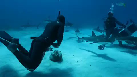 malek (@malekalby) on Twitter photo 2019-08-18 13:54:09 Good Morning My Friends Who want to try this ? #ocean #nature #SundayMorning Good Morning My Friends Who want to try this ? #ocean #nature #SundayMorning