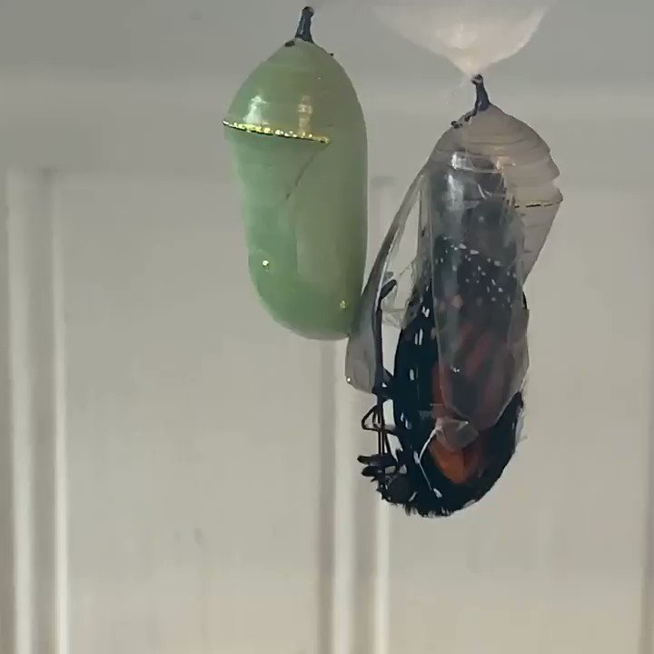 A monarch butterfly emerging from its chrysalis. Their old form dissolves into a genetic soup before reforming into something totally different, yet they keep their old memories.#butterfly #insects #nature #naturelovers #science #metamorphosis #Transformers #new #ecology