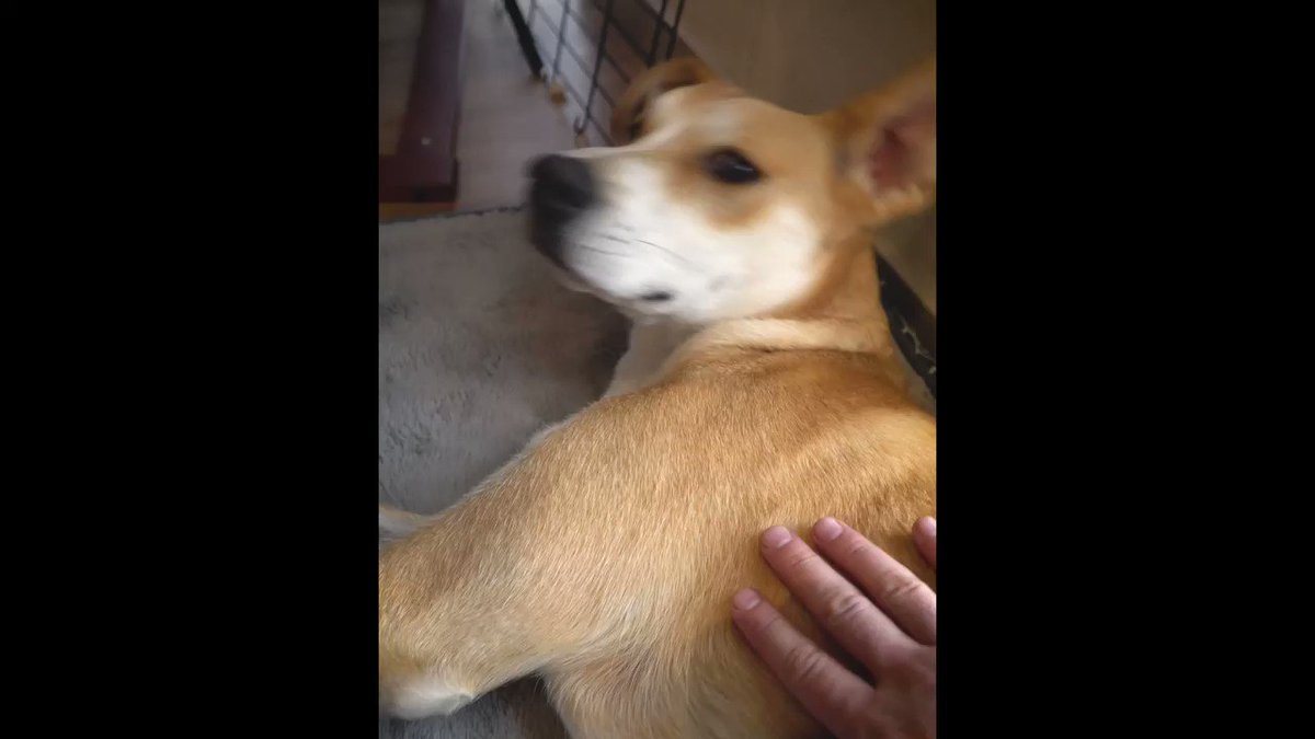 Charles Cornell (@_charlescornell) on Twitter photo 2019-08-18 22:08:54 I pet my dog and turn it into a beat because hes the goodest boy ever and deserves it dont even try to tell me otherwise or Ill lose it I swear to god I pet my dog and turn it into a beat because hes the goodest boy ever and deserves it dont even try to tell me otherwise or Ill lose it I swear to god