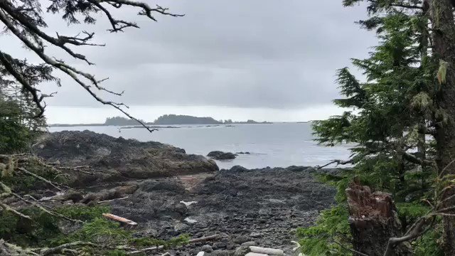 This peaceful Monday morning scene is brought to you by the @WildPacificTrail... ☺️...#myucluelet #onceisnotenough #lifeontheedge #oceanview #wildpacifictrail #hikingtrails #hiking #explorebc #lighthouse #explorevancouverisland #video #ucluelet📹 @precambrianwanderer