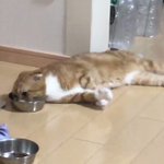 よそ様のうちにお泊りに来てるのに・このリラックス感!借りてきた猫は？？？？