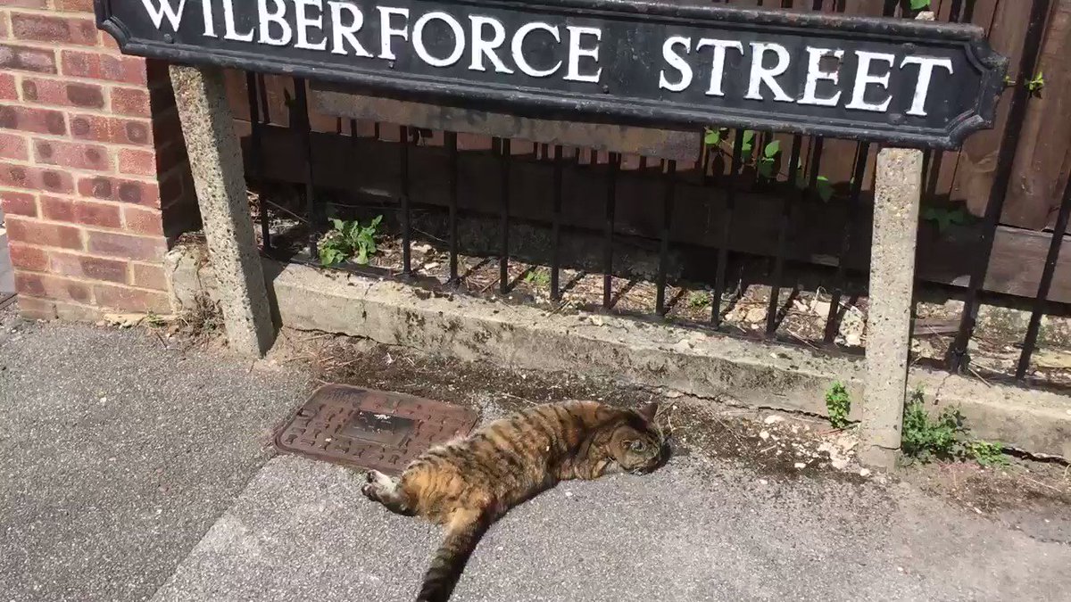 Jus’ chillin’ on a sunny afternoon in Wilberforce Street ☀️#CatsOfTwitter #sunny #pubtime