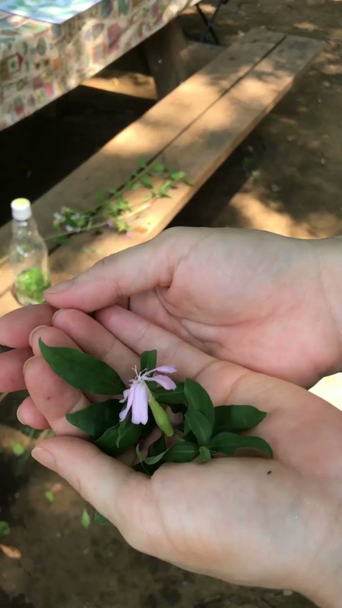 シャボンソウとは 石鹸の代わりに使われていた 自分でも育てられる Botanica
