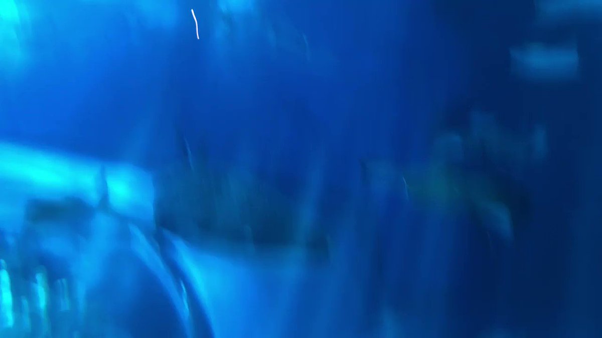RT @BrockLennon: The Japanese know how to aquarium! https://t.co/4L46izXJno
