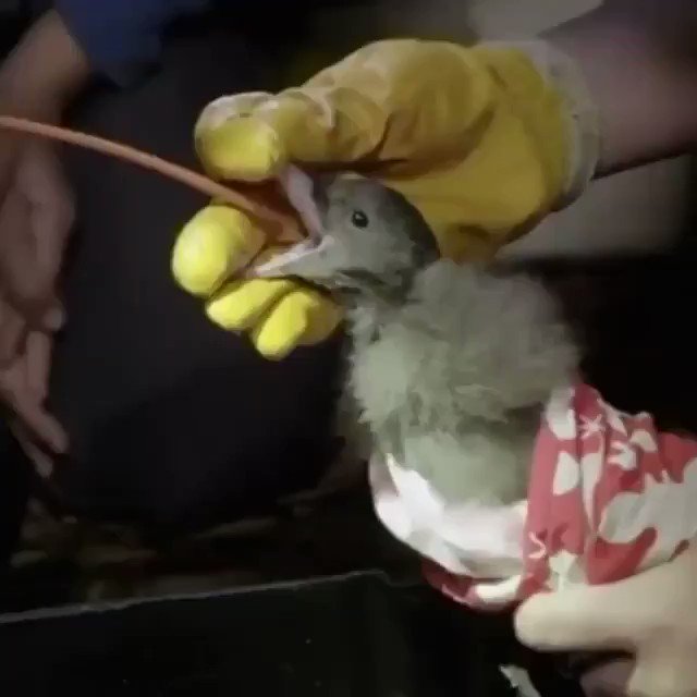 So sad!
This is what plastics is doing to our birds!
Time we beat plastic pollution!
https://t.co/kPL4NdL5z4