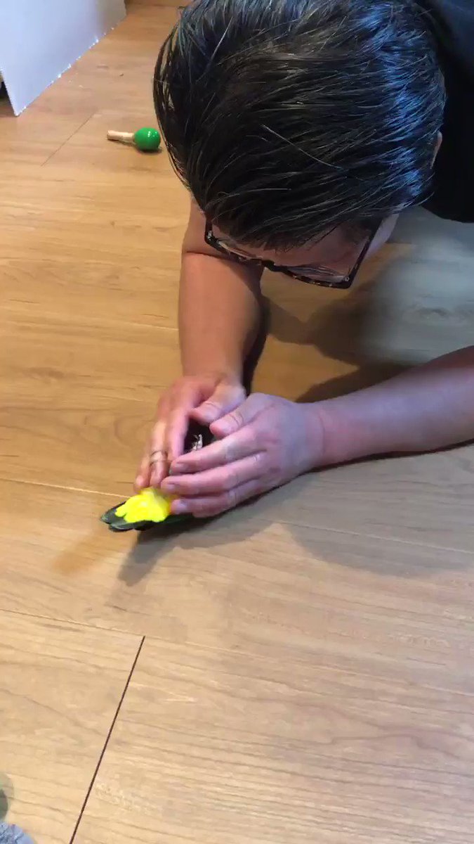 kotakeninko (@inkokfc) on Twitter photo 2019-08-22 23:43:58 きなこさん💕遊ばれてるのか、遊んであげてるのか🐥😎 きなこさん💕遊ばれてるのか、遊んであげてるのか🐥😎