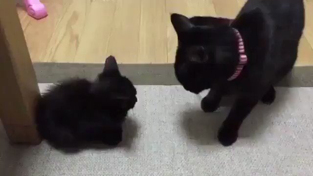 もふねこ同好会 猫パンチの威力が T Co Ogvdjgabeq